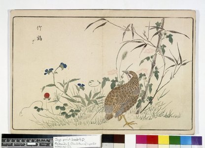 Guan Yingwen: Raikin zui 来禽図彙 (Pictures of Imported Birds) / Ehon kacho kagami (Picture-book Mirror of Birds and Flowers) - British Museum