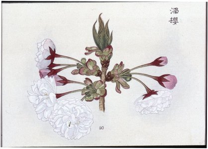 三好学: Sakurahana zufu 桜花図譜 (Picture Album of Cherry Blossom) - 大英博物館