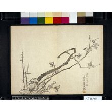 Katsushika Hokusai: Miyama uguisu 深山鶯 (Nightingale in the Mountains) - British Museum