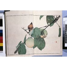 渡辺省亭: Seitei kacho gafu 省亭花鳥画譜 (Seitei's Birds and Flowers Painting Manual) - 大英博物館