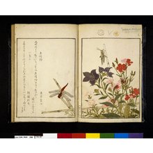 喜多川歌麿: Ehon mushi erami 画本虫撰 (Picture Book: Selected Insects) - 大英博物館