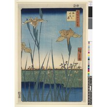 Utagawa Hiroshige: Horikiri no hana-shobu 堀切ノ花菖蒲 (Flowering Irises at Horikiri) / Meisho Edo hyakkei 名所江戸百景 (One Hundred Famous Views in Edo) - British Museum