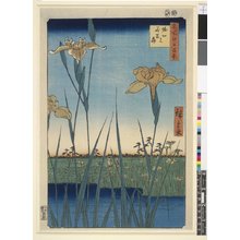 Utagawa Hiroshige, 歌川広重 (Utagawa Hiroshige (歌川広重))による浮世絵「Horikiri no hana-shobu 堀切ノ花菖蒲 (Flowering Irises at Horikiri) / Meisho Edo hyakkei 名所江戸百景 (One Hundred Famous Views in Edo)」