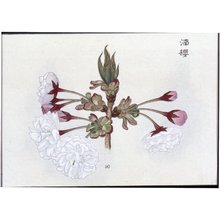 三好学: Sakurahana zufu 桜花図譜 (Picture Album of Cherry Blossom) - 大英博物館