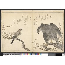 喜多川歌麿: Momo chidori kyoka-awase 百千鳥狂歌合 (Myriad Birds: A Kyoka Competition) - 大英博物館