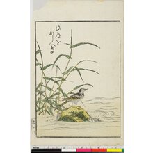 喜多川歌麿: Ehon koi no odamaki 絵本戀濃男娜巻 - 大英博物館