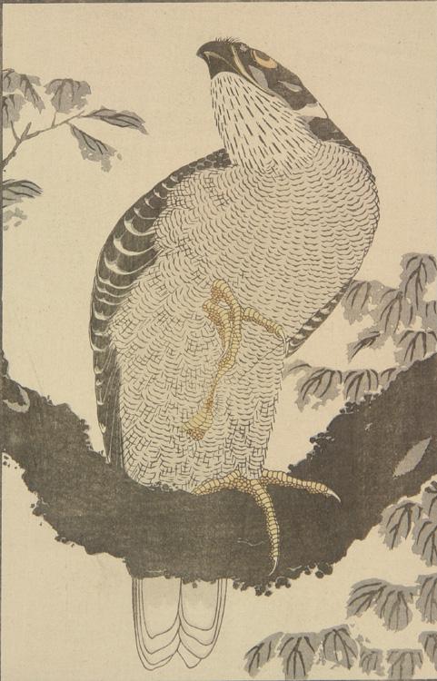 葛飾北斎: Hawk, from The Picture Book of Realistic Paintings of 