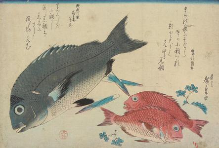 歌川広重: Black bream and Two Small Red Bream with Shansho, from a series of Fish Subjects - ウィスコンシン大学マディソン校