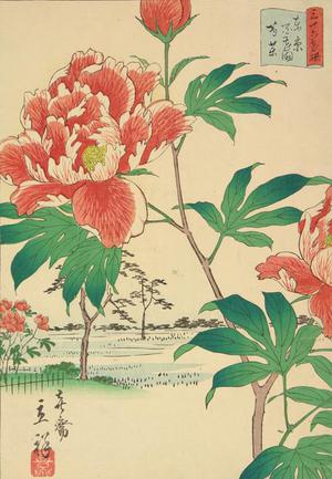 Japanese Print "Peonies at Hyakkaen, no. 18 from the series Thirty-six Flowers at Famous Places in Tokyo" by Utagawa Hiroshige II, 二歌川広重 (Utagawa Hiroshige II)