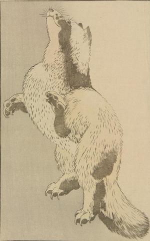 葛飾北斎: Untitled (Badger), from the portfolio Hokusai's Shashin Gwofu - ウィスコンシン大学マディソン校