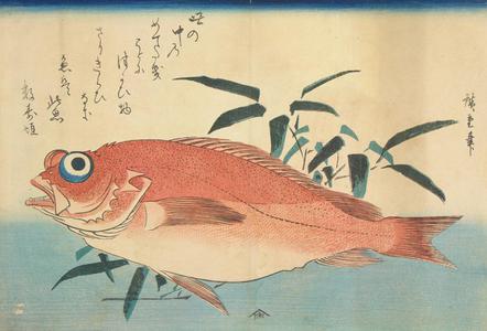 Utagawa Hiroshige: Ako and Bamboo Grass, from a series of Fish Subjects - University of Wisconsin-Madison