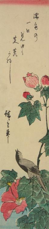 Utagawa Hiroshige: Small Grey Bird and Hibiscus - University of Wisconsin-Madison