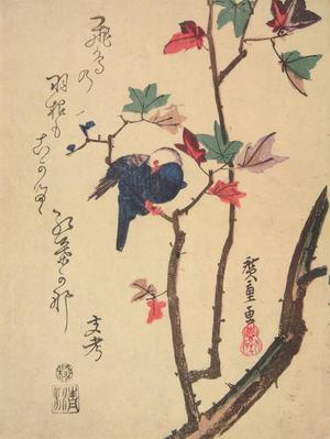 Utagawa Hiroshige: Bulbul in a Maple Tree - University of Wisconsin-Madison