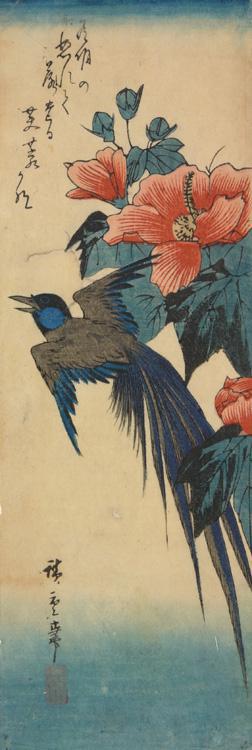 Utagawa Hiroshige: Long-tailed Magpie? and Hibiscus - University of Wisconsin-Madison