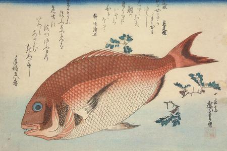 歌川広重: Sea Bream and Sansho, from a series of Fish Subjects - ウィスコンシン大学マディソン校