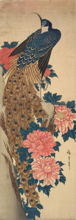 Utagawa Hiroshige: Peacock and Peonies - University of Wisconsin-Madison