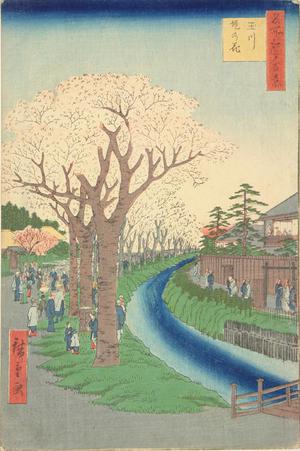 歌川広重: Cherry Trees in Bloom along the Tama River Embankment, no. 42 from the series One-hundred Views of Famous Places in Edo - ウィスコンシン大学マディソン校