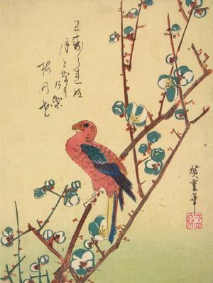 Utagawa Hiroshige: Parrot on a Plum Tree - University of Wisconsin-Madison