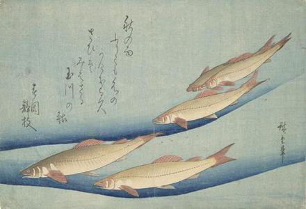 Utagawa Hiroshige: Trout, from a series of Fish Subjects - University of Wisconsin-Madison