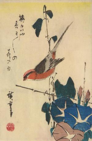 Utagawa Hiroshige: Bull-headed Shrike and Morning Glories - University of Wisconsin-Madison