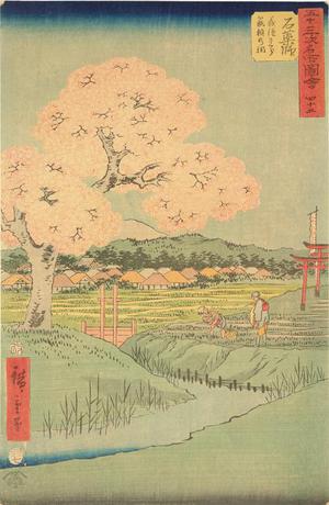 歌川広重: Yoshitsune's Cherry Tree and the Shrine to Noriyori at Ishiyakushi, no. 45 from the series Pictures of the Famous Places on the Fifty-three Stations (Vertical Tokaido) - ウィスコンシン大学マディソン校