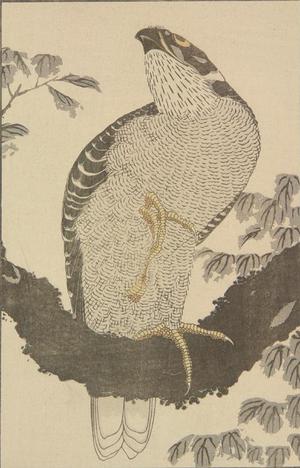 Katsushika Hokusai: Untitled (Hawk), from the portfolio Hokusai's Shashin Gwofu - University of Wisconsin-Madison