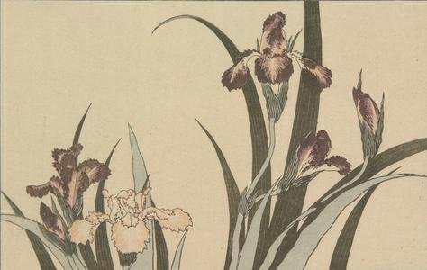 葛飾北斎: Untitled (Irises), from the portfolio Hokusai's Shashin Gwofu - ウィスコンシン大学マディソン校