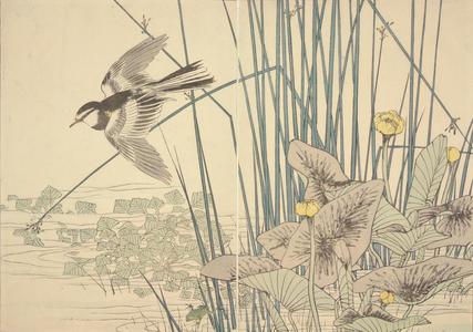Imao Keinen: Waterplants, Flying Bird and Frog, from a Book of Pictures of Flowers and Birds by Keinen - University of Wisconsin-Madison