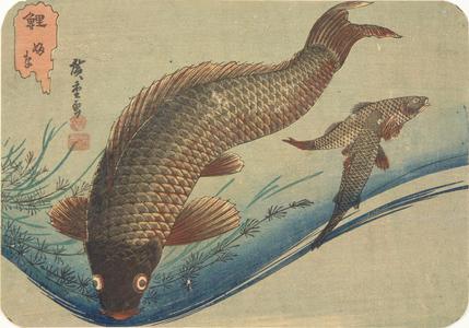 Utagawa Hiroshige: Carp, from a series of Fish Subjects - University of Wisconsin-Madison