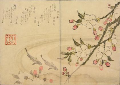 Totoya Hokkei: Trout and cherry blossoms - University of Wisconsin-Madison