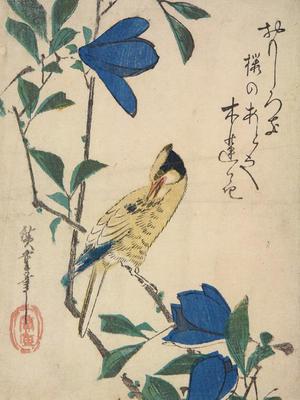 Utagawa Hiroshige: Black-naped Oriole and Magnolia - University of Wisconsin-Madison