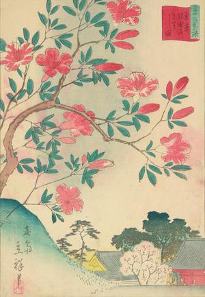 二歌川広重: Kirishima Azaleas at Gokokuji, no. 15 from the series Thirty-six Flowers at Famous Places in Tokyo - ウィスコンシン大学マディソン校