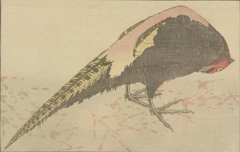 Katsushika Hokusai: Untitled (Phesant), from the portfolio Hokusai's Shashin Gwofu - University of Wisconsin-Madison