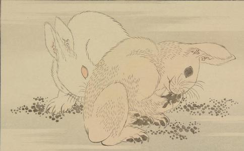 葛飾北斎: Untitled (Two Rabbits), from the portfolio Hokusai's Shashin Gwofu - ウィスコンシン大学マディソン校