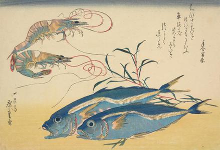 歌川広重: Two Fish and Two Shrimp, from a series of Fish Subjects - ウィスコンシン大学マディソン校