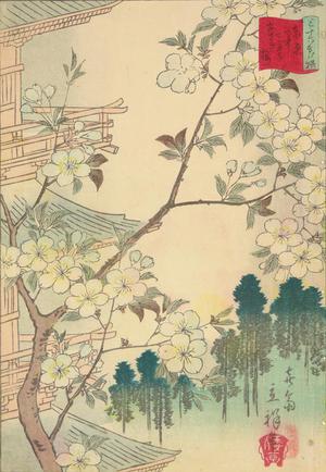 Utagawa Hiroshige II: Pale Blue Cherry Blossoms at Tennoji in Yanaka, no. 7 from the series Thirty-six Flowers at Famous Places in Tokyo - University of Wisconsin-Madison
