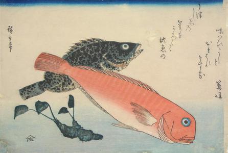 歌川広重: Amadai, Mebaru and Wasabi Root, from a series of Fish Subjects - ウィスコンシン大学マディソン校