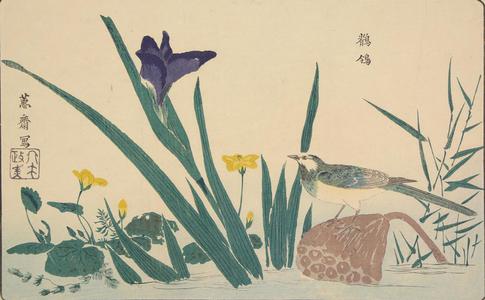 北尾政美: Lotus, Iris and Wagtail, from the series A Mirror of Birds and Flowers - ウィスコンシン大学マディソン校
