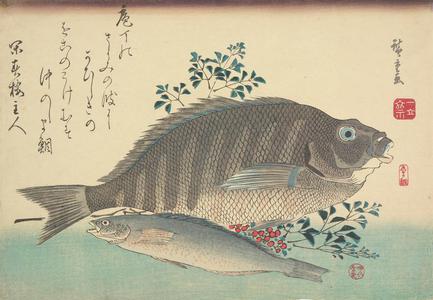 歌川広重: Shimadai, Ainame, and Nandina, from a series of Fish Subjects - ウィスコンシン大学マディソン校