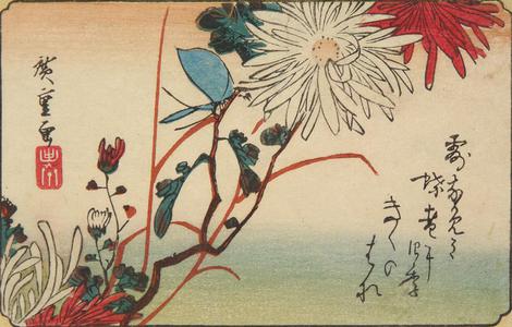 歌川広重: Butterfly and Chrysanthemums, from a series of Bird and Flower Subjects - ウィスコンシン大学マディソン校