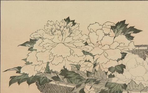 葛飾北斎: Untitled (Peonies), from the portfolio Hokusai's Shashin Gwofu - ウィスコンシン大学マディソン校