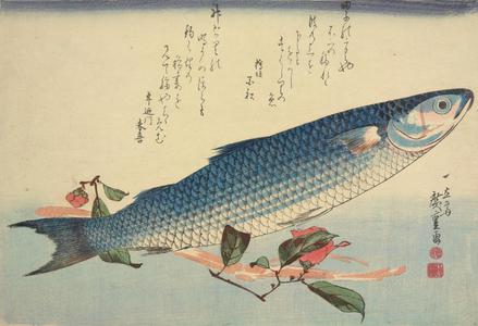 歌川広重: Gray Mullet, Camellia and Udo, from a series of Fish Subjects - ウィスコンシン大学マディソン校