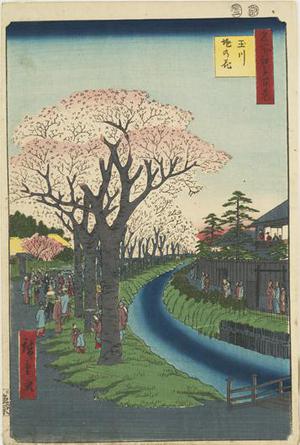 Utagawa Hiroshige: Cherry Trees in Bloom along the Tama River Embankment, no. 42 from the series One-hundred Views of Famous Places in Edo - University of Wisconsin-Madison