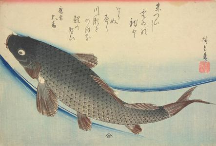 歌川広重: Carp, from a series of Fish Subjects - ウィスコンシン大学マディソン校