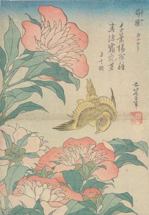 Japanese Print "Peonies and Canary, from a series of Bird anf Flower Subjects" by Katsushika Hokusai, 葛飾北斎 (Katsushika Hokusai)