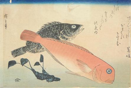 歌川広重: Amadai, Mebaru, and Wasabi Root, from a series of Fish Subjects - ウィスコンシン大学マディソン校