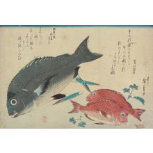 Utagawa Hiroshige: Black bream and Two Small Red Bream with Shansho, from a series of Fish Subjects - University of Wisconsin-Madison
