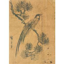 歌川広重: Long Tailed Bird on a Pine Branch - ウィスコンシン大学マディソン校
