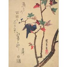 Utagawa Hiroshige: Bulbul in a Maple Tree - University of Wisconsin-Madison