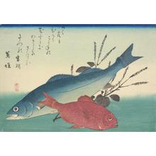 歌川広重: Suzuki, Gold-eyed Bream, and Shiso, from a series of Fish Subjects - ウィスコンシン大学マディソン校